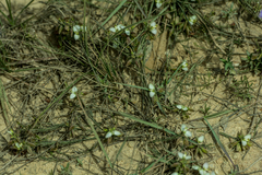 Polygala ericifolia