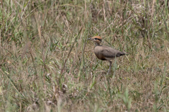 Cursorius temminckii