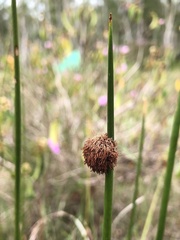 Chorizandra sphaerocephala