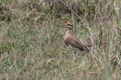 Cursorius temminckii