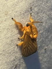 Thoscora