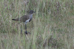 Vanellus lugubris