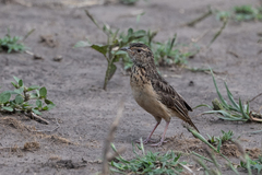 Mirafra rufocinnamomea