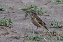 Mirafra rufocinnamomea