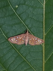Ischnurges