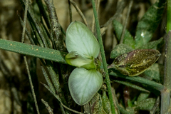 Polygala ericifolia