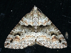 Heterochasta