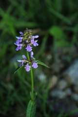 Stachys aspera