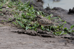 Charadrius pecuarius