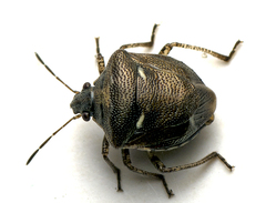 Eysarcoris distinctus