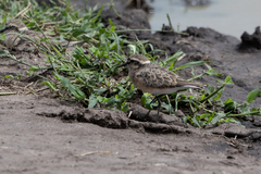 Charadrius pecuarius