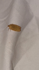 Phaeosaces coarctatella