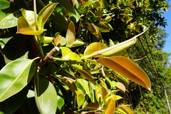 Ficus elastica