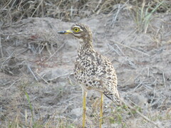 Burhinus capensis capensis