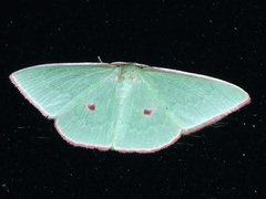 Chlorocoma cadmaria