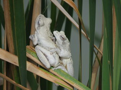 Chiromantis xerampelina