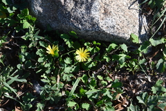 Ixeris repens