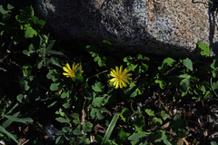 Ixeris repens