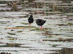 Zapornia flavirostra