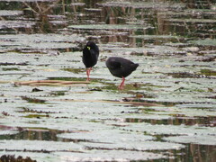 Zapornia flavirostra