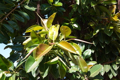 Ficus elastica
