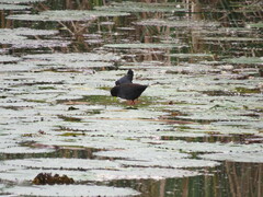 Zapornia flavirostra