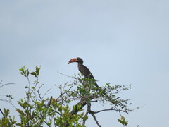 Lophoceros alboterminatus