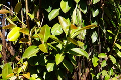 Ficus elastica