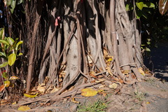Ficus elastica