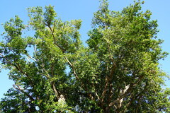 Ficus elastica