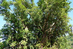 Ficus elastica