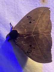 Automeris belti