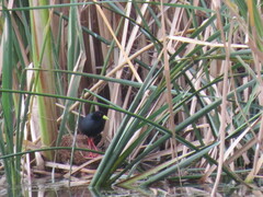 Zapornia flavirostra