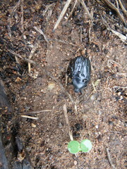 Oplostomus fuligineus