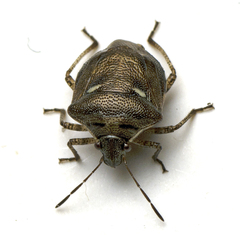 Eysarcoris distinctus