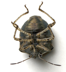 Eysarcoris distinctus