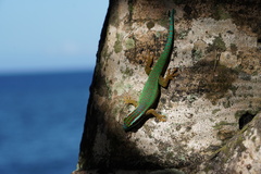 Phelsuma inexpectata