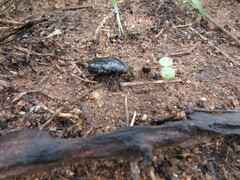 Oplostomus fuligineus