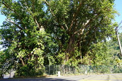 Ficus elastica