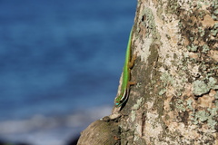 Phelsuma inexpectata