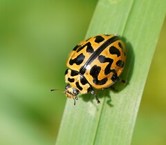 Cleobora mellyi