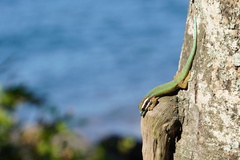 Phelsuma inexpectata