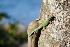 Phelsuma inexpectata