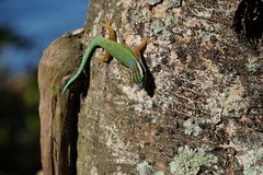 Phelsuma inexpectata