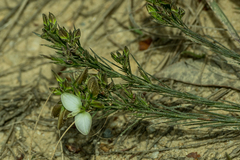 Polygala ericifolia