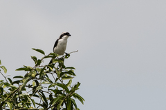 Lanius excubitoroides