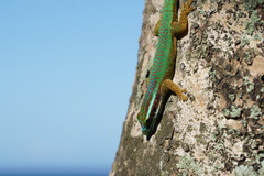 Phelsuma inexpectata