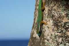 Phelsuma inexpectata