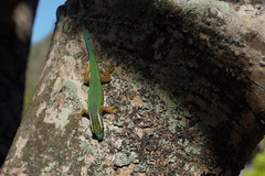 Phelsuma inexpectata