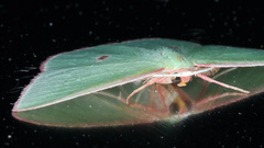 Chlorocoma cadmaria